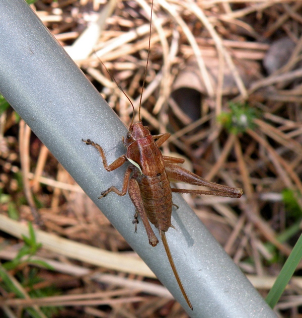 Orthoptera